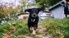 Crni pas mešanac trči prema objektivu kamere