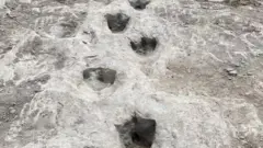 아크로칸토사우루스 공룡 발자국