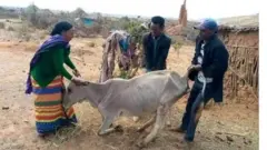 Namoota saawwa bakka ciisee kaasaa jiran