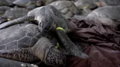Техас спасает черепах