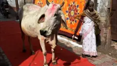 ఆవు