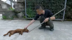 detektiv za kućne ljubimce