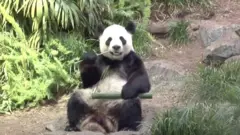 Panda jede bambus