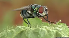 Комнатная муха