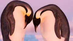 пингвины