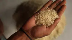 shinkafa