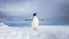 Penguin on an iceberg
