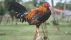 مرغا