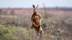 استرالیا