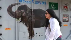 پاکستان کې هغه فیل چې ډېر وزن لري او د نړۍ په تر ټولو یوازې فیل مشهور دی خپل نوي کور کمبوډیا ته ولېږدل شو.