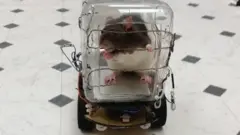 Rat dans une petite voiture en plastique