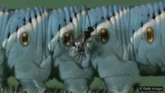 Vespa parasita em cima de lagarta