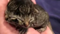 cat kitten united states
