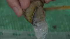 घोंघे का बलग़म