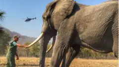 मेल पत्रिकाका अनुसार राजकुमार ह्यारीले इन्स्टाग्राममा तस्बिर खिचिएको हात्तीका पछाडिका खुट्टा बाँधिएको नखुलाएको जनाएको छ