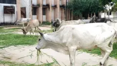 સરકારી કચેરીમાં ગાય