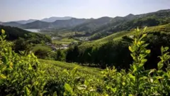 Impulsionados pela pandemia, fartos da vida urbana e auxiliados pelo governo, centenas de milhares de sul-coreanos se mudaram para o campo para começar uma nova vida.