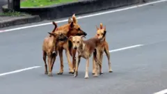 کتا