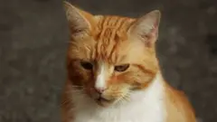 Paka