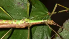 The green half of the stick insect is female and the brown half is male