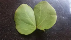 आपट्याचं पान