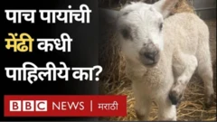 इंग्लंडमधील व्हाईटहाऊस फार्ममध्ये ही दुर्मिळ घटना घडलीय.