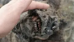 بقایای خرس کشف شده
