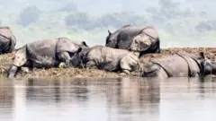 காண்டாமிருகம்