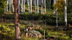 Um veado no bosque Pando