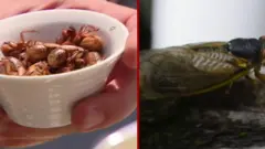 곤충으로 '맛 폭탄' 만드는 셰프