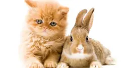 Lunarna Nova godina: Da li je narednih 12 meseci u znaku mačke ili zeca