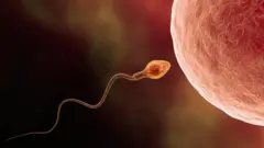 Illustration d'un ovule et d'un spermatozoïde humains