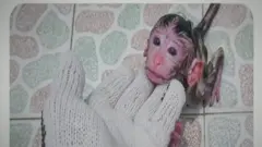 بيزوګانې