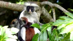 জানজিবার রেড কোলোবাস