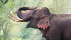 elephant