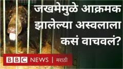 अस्वल