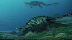 Ancient fossil turtle