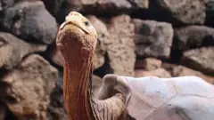 Tortoise