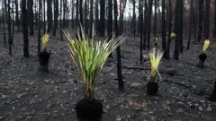 AUSTRALIA FIRE
