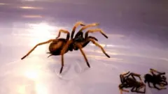 Tarantule pronađene u šahovskoj tabli