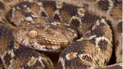 Saw-scaled viper