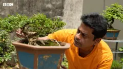 বনসাই নিয়ে কাজ করছেন আনিসুল হক