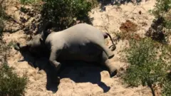 Imagem aérea de elefante morto em Botsuana