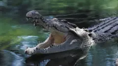 મગર