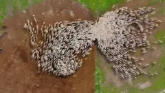 Прогулка со стадом овец