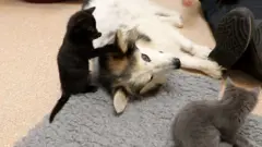 dogandkittens