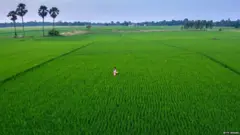 चावल