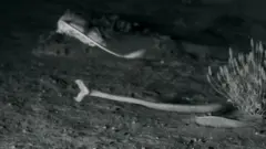 Гризуна, який навчився тікати від змії, назвати "щуром-ніндзя"