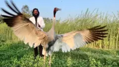 सारस और आरिफ़