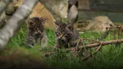 Кошенята дикого кота із Шотландії